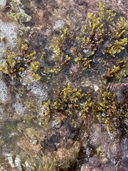 Ericaria mediterranea