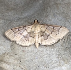 Herpetogramma theseusalis