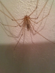 Pholcus