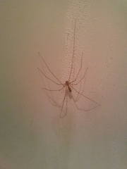 Pholcus