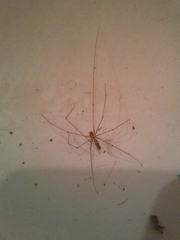 Pholcus
