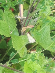 Loxostege turbidalis