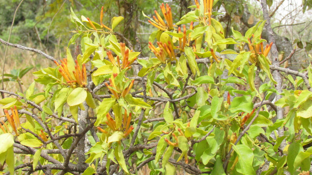 Agelanthus heteromorphus