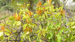 Agelanthus heteromorphus image