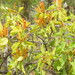 Agelanthus heteromorphus - Photo (c) Nerat Danbo Yacks, osa oikeuksista pidätetään (CC BY-NC), lähettänyt Nerat Danbo Yacks