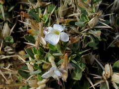 Barleria stimulans