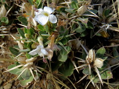 Barleria stimulans