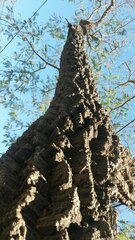 Anadenanthera colubrina cebil