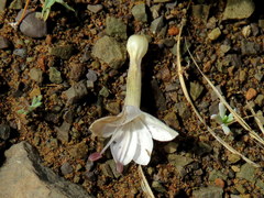 Barleria stimulans