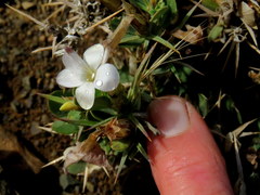 Barleria stimulans