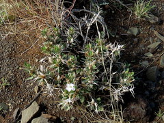 Barleria stimulans