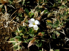 Barleria stimulans