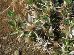 Barleria stimulans