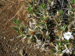 Barleria stimulans
