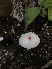 Leucocoprinus ianthinus