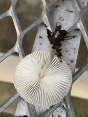 Leucocoprinus ianthinus