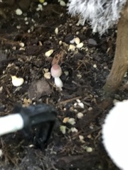 Leucocoprinus ianthinus