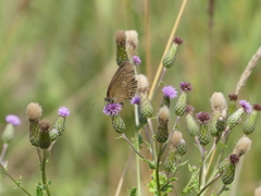 Aphantopus hyperantus