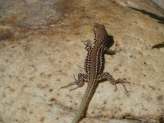 Podarcis virescens