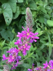 Lythrum salicaria