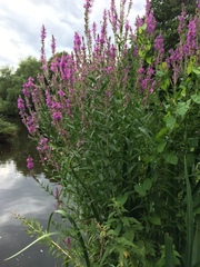 Lythrum salicaria