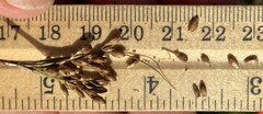 Juncus greenei