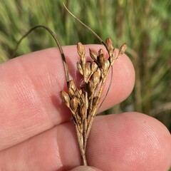 Juncus greenei