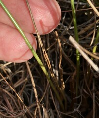 Juncus greenei