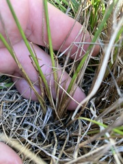 Juncus greenei