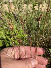 Juncus greenei