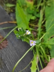 Euphrasia