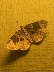 Gandaritis atricolorata