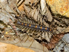 Thereuopoda clunifera