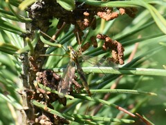 Nephrotoma quadristriata