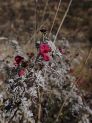 Indigofera leucotricha