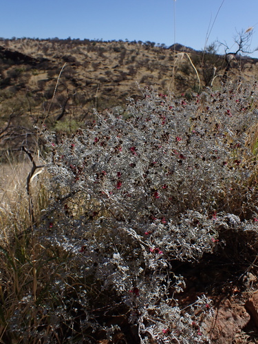 Image of Indigofera leucotricha by (c) Nina Kerr, some rights reserved (CC BY)