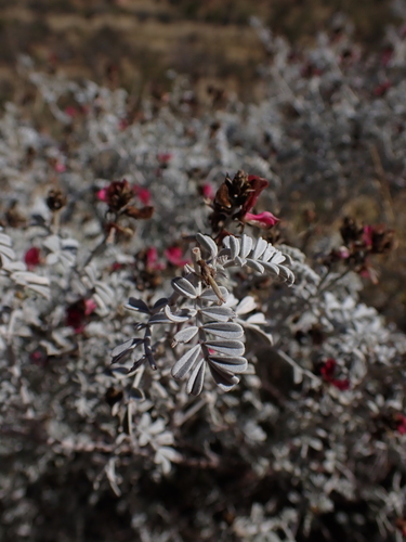 Image of Indigofera leucotricha by (c) Nina Kerr, some rights reserved (CC BY)