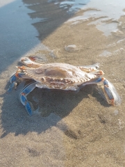 Portunidae