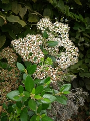 Olearia avicenniifolia