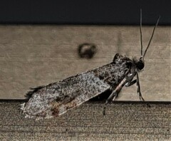 Lepidoscia heliochares