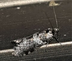 Lepidoscia heliochares