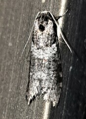 Lepidoscia heliochares