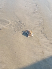 Portunidae