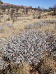 Indigofera leucotricha