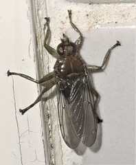 Ornithomya fuscipennis