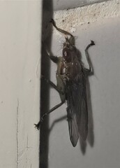 Ornithomya fuscipennis