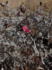Indigofera leucotricha