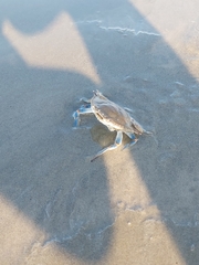 Portunidae