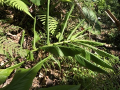 Zingiber oligophyllum