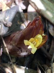 Zingiber oligophyllum